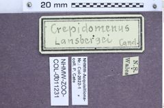 Etiketten zu Crepidomenus lansbergei (NHMW-ZOO-COL-0011231)